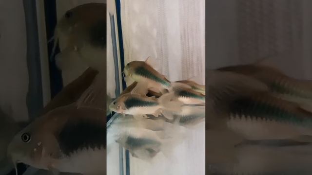 Аквариумные рыбки сомик золотистый коридорас #аквариум #aquarium #мариинск #рыбки #shorts #tiktok смотреть онлайн