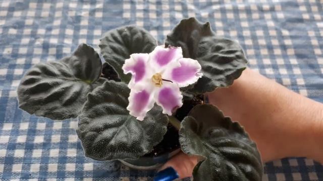 What's in Bloom? LE Kolca Saturna (version française incluse) my african violet plants in bloom смотреть онлайн