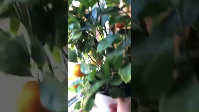 Авокадо и мандарин в домашних условиях смотреть онлайн