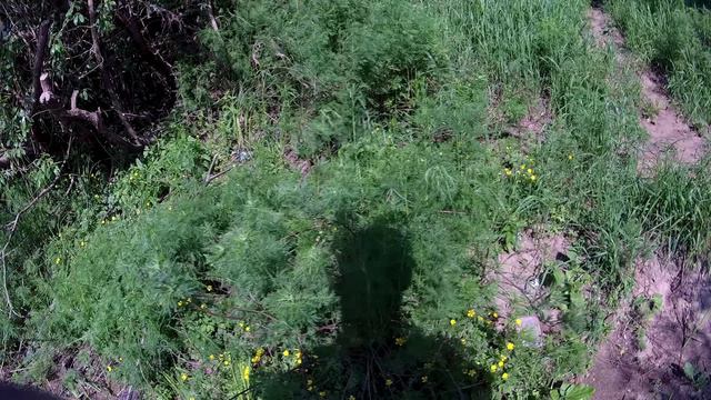 Мормышинг с Dayo Prestige. Ветлуга. Ротан, уклейка, окунь смотреть онлайн