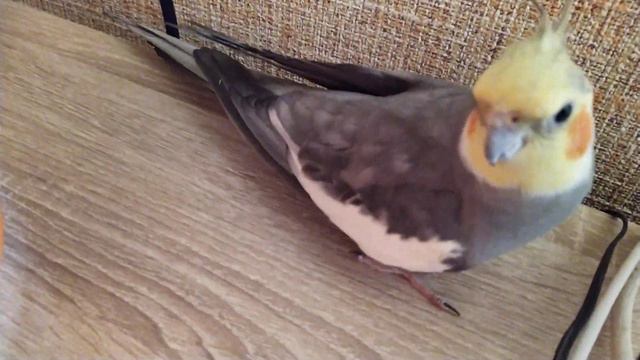 Когда корелле Гошке никуда нельзя... В конце бонусная песня от кореллы Гошки😜 смотреть онлайн