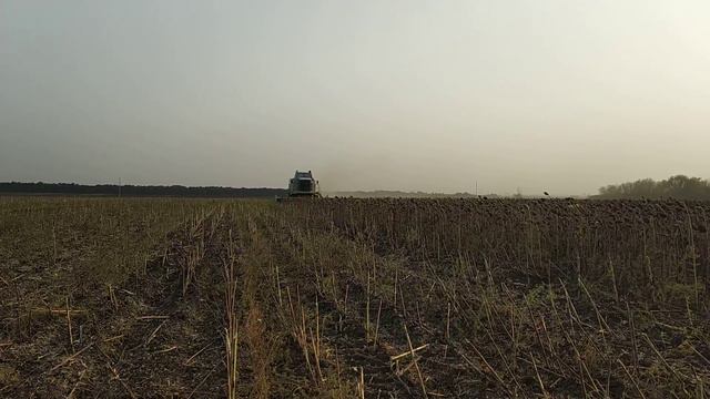 Уборка подсолнечника.Гибрид "Лимит". смотреть онлайн