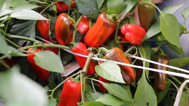 ПЕРЕЦ СЛАДКИЙ ЛИСИЧКА самый пикантный и милый перчик, урожай круглый год смотреть онлайн