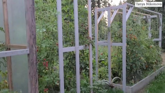 Томат СЛИВКА ШОКОЛАДНАЯ. Сортовой томат. Очень урожайный сорт. смотреть онлайн