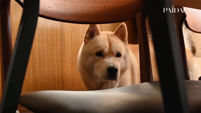 Ит туралы қызықты мәліметтер Собака #собака #ит #жануарлар #собакадругчеловека #собакаприколы смотреть онлайн