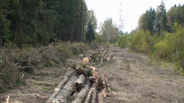 Брянский лес смотреть онлайн