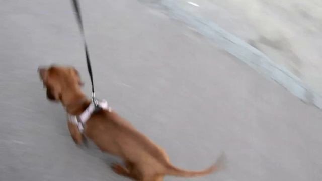 Щенок таксы смотреть онлайн