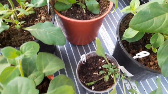 🌺🌺Петуния Тайдалы для петуниевого дерева. Не боюсь обрезать черенки❗#петунии #петуния смотреть онлайн