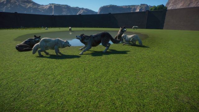 10 MINUTE FIGHTING MATCH BETWEEN 6 TIMBER WOLVES AND 6 ARCTIC WOLVES| Planet Zoo смотреть онлайн