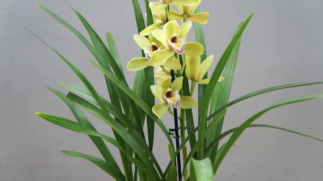 Орхидея Цимбидиум💛 (Cymbidium)