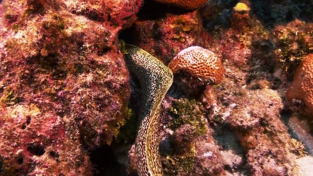 4K Underwater at Stuart Cove's смотреть онлайн