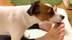 Dog licks the sole of my foot  足の裏を舐める犬