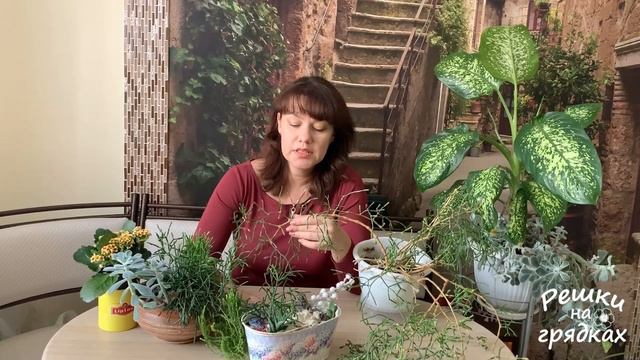 ХАТИОРА - эпифитный кактус 