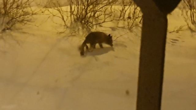 Лиса в Зеленогорске смотреть онлайн