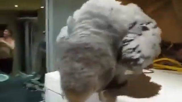 Смешной попугай прыгает и бьет клювом смотреть онлайн