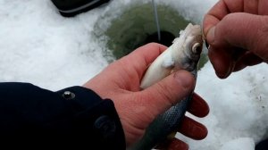 ЛОВЛЯ НА ЧЕРТА. Поклёвки на камеру.Зимняя рыбалка на чёртика на Можайском водохранилище.Рыбалка 202