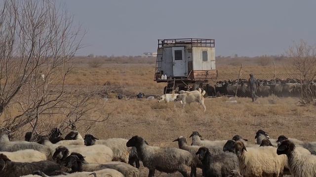 в песках Каракума отарные собаки - Aboriginal Dogs Alabai Turkmenistan!