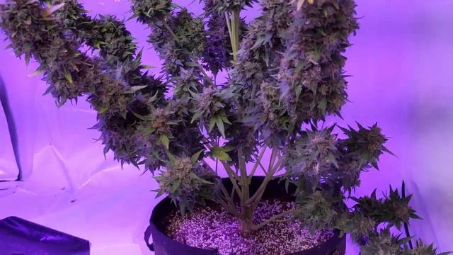 Dinafem Amnesia XXL Auto - Day 77 Harvest смотреть онлайн