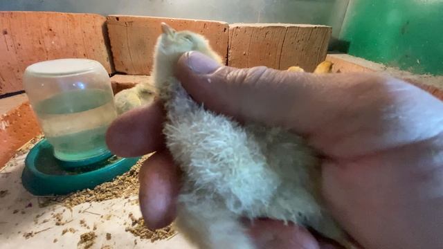 зачем нужны ясли на бумаге после инкубатора+выводного шкафа смотреть онлайн