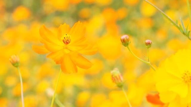 Франц Шуберт | Аве Мария смотреть онлайн