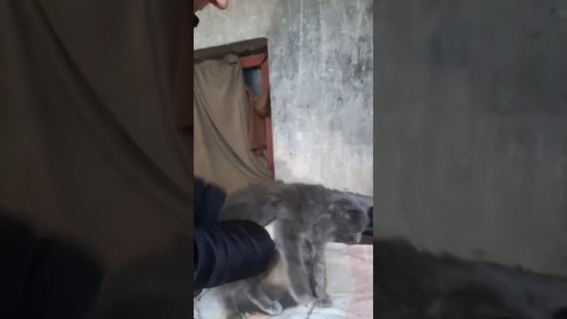 Шеда. Ее выкинули как ненужную вещь смотреть онлайн
