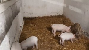 КАК ОТЛУЧАТЬ ПОРОСЯТ ОТ СВИНОМАТКИ