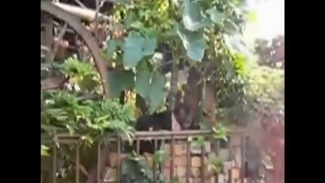 КОТЫ И ОГУРЦЫ. Перестаньте Пугать Котов Огурцами. /cats and cucumbers смотреть онлайн