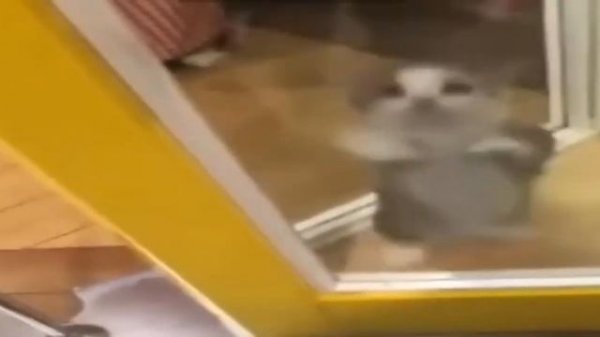 kot-tancuet-pod-sni-snap-snapi-originalnoe-video_(videomega.ru).mp4