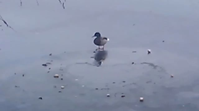 Давайте спасем утку. смотреть онлайн