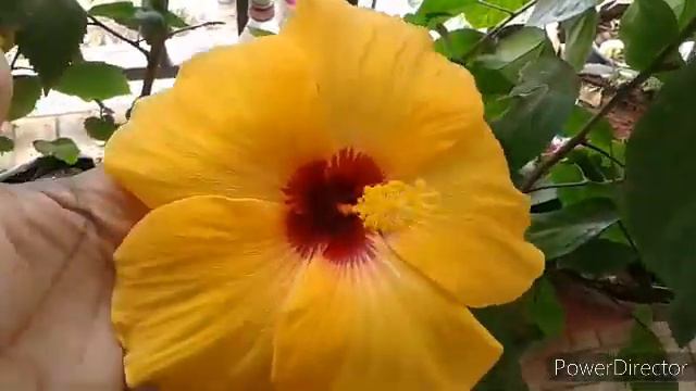 Hibiscus care how to get more blooms on hibiscus смотреть онлайн