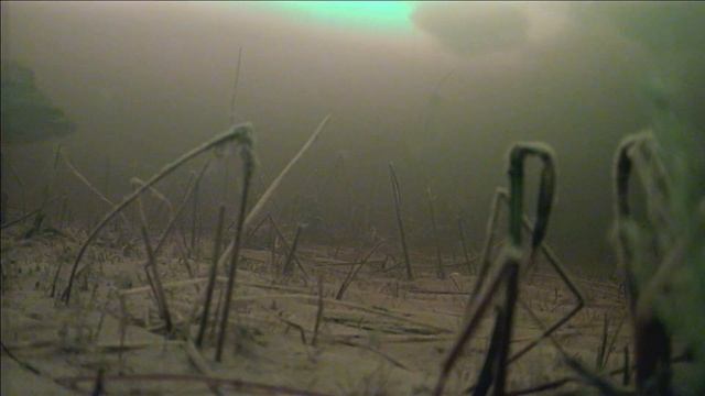 Ловля окуня зимой. Окунь на блесну подводные съёмки.  Focusfish.