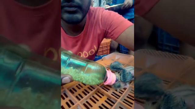 How To Hand Feed A Baby Pigeon 2
