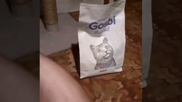 Подарок для Сфинкса пробуем корм Gosbi смотреть онлайн
