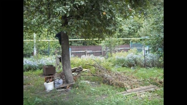 Один день в деревне. Дела житейские. Купили зерна. Нарвали грибов смотреть онлайн