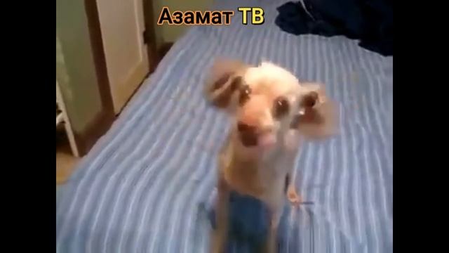 50 щенят лают (puppy) смотреть онлайн