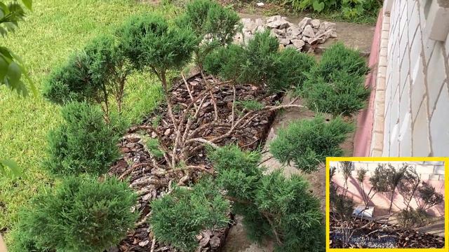 Нівакі по-дачному з лускатого ялівця смотреть онлайн