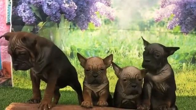 🐾 Chongqing dog смотреть онлайн