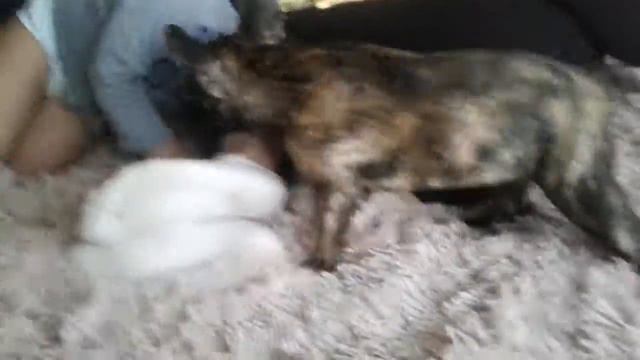 То что хочет собака но ей не дают она дерется, французский бульдог смотреть онлайн