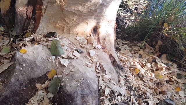 Бобры. Вред природе от бобров. Вредители леса. смотреть онлайн