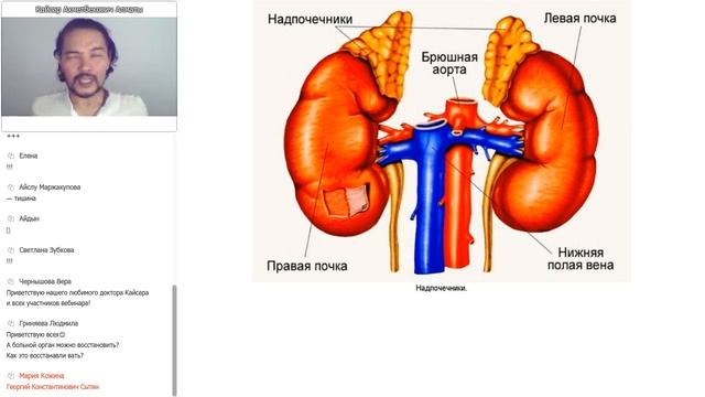 Школа здоровья - #гормоны, гормональная система.