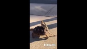 ПОДБОРКА СМЕШНЫХ МОМЕНТОВ С ЖИВОТНЫМИ. КОРОТКИЕ ВИДЕОРОЛИКИ #Shorts (#26)