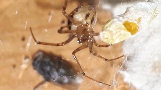 Steatoda GRRRRROSSA и Steatoda Castanea