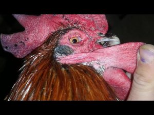 Куриный ПУХОПЕРОЕД что это и как бороться лечение