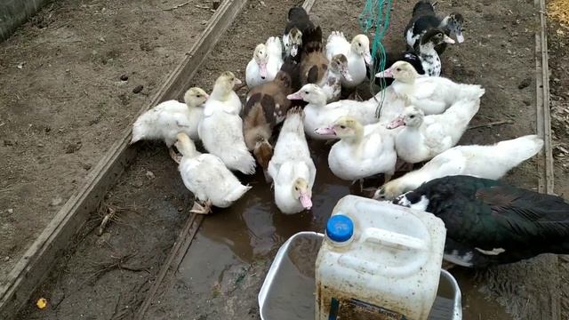 СОДЕРЖАНИЕ УТОК ИНДИЙСКИЙ БЕГУН И ИНДОУТКИ ОСЕНЬЮ В ОКТЯБРЕ смотреть онлайн