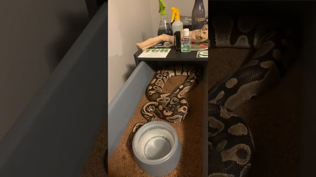 Ball python size differences смотреть онлайн