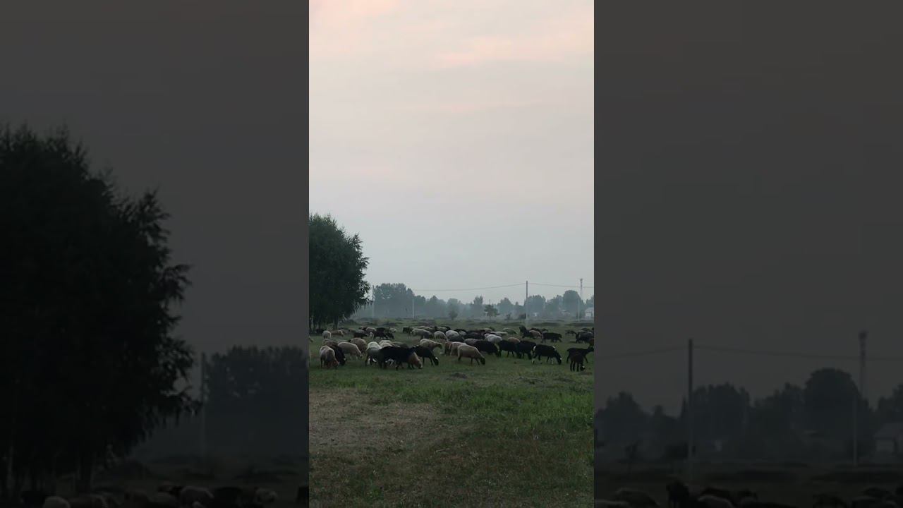 Бараны идут.#shorts смотреть онлайн