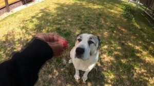 Прогулка с Алабаями | Как научить Алабая быть послушным на прогулке/поводке