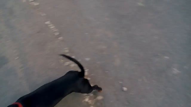 Игры собаки/ догонялки смотреть онлайн