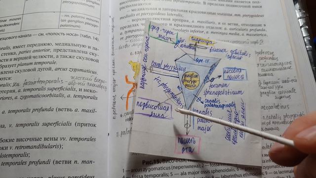 Крыловидно-небная ямка смотреть онлайн