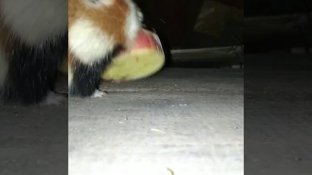 Хомяк сибирский тоже человек смотреть онлайн